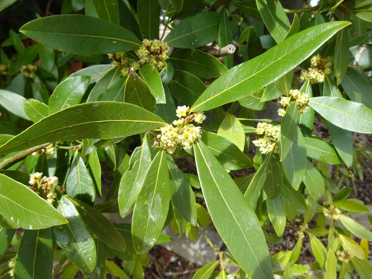 Laurus nobilis (Lauraceae)